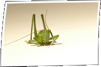 Grashopper - Grashpfer